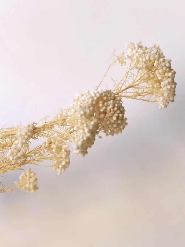 Bleached Rice Flower