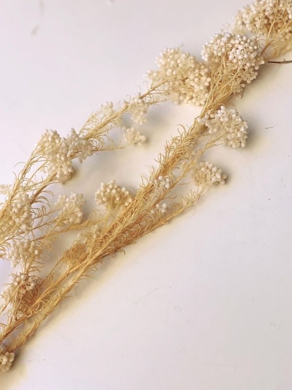 Bleached Rice Flower