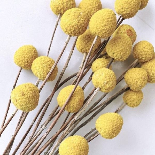 Natural Billy Buttons