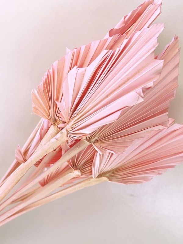 Pink Spear Palm