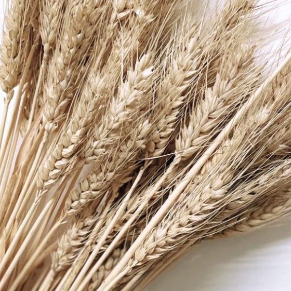 Wheat (1)