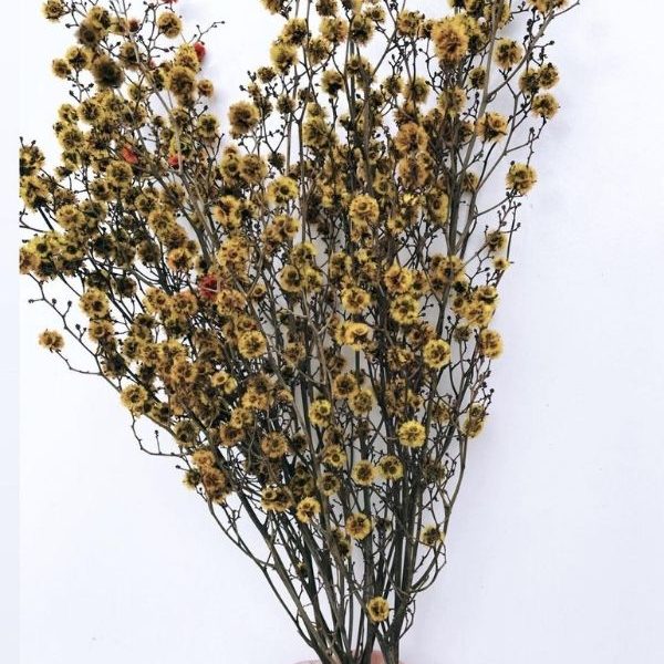 Stirlingia (Mustard) (2)