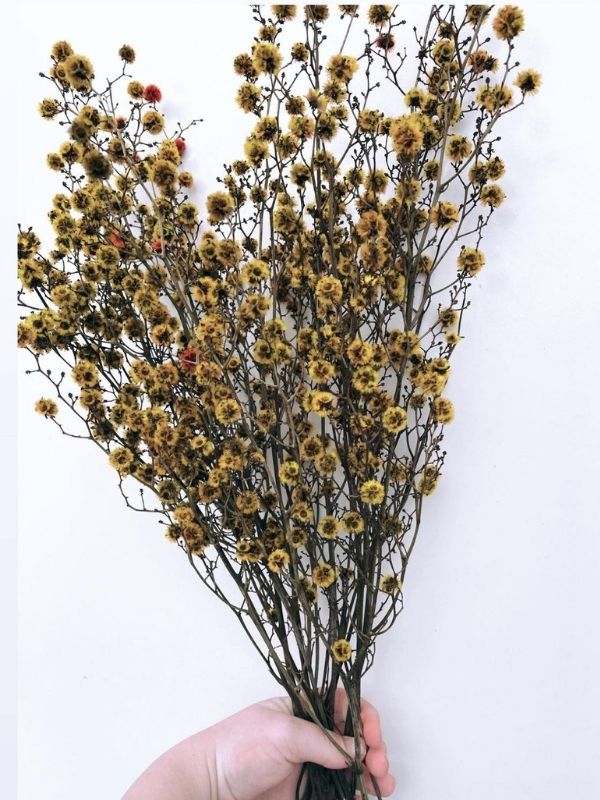 Stirlingia (Mustard)