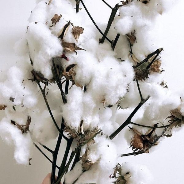 Cotton - Australian Grown $9.50 (2)