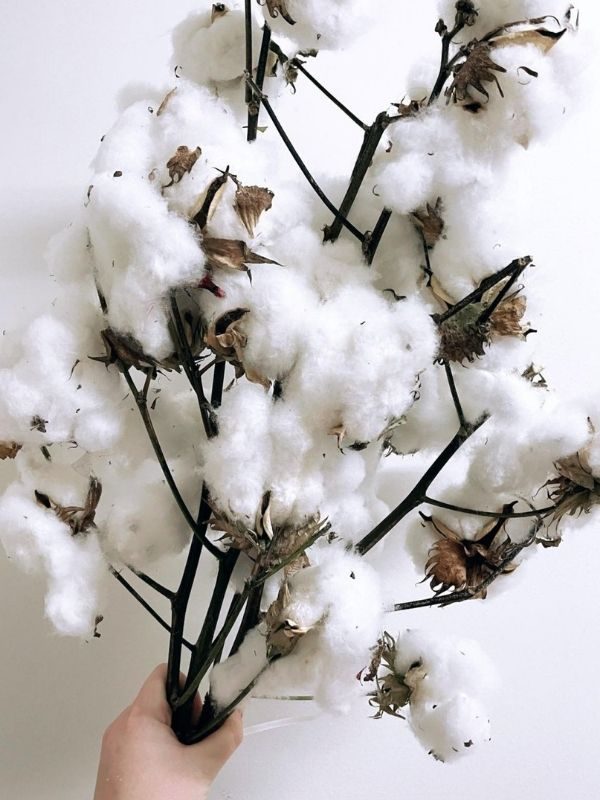 Cotton - Australian Grown $9.50 (2)