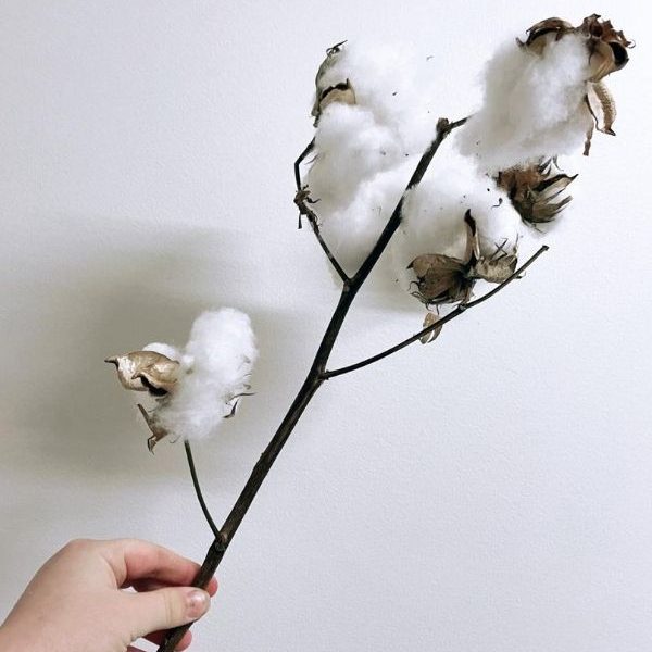 Cotton - Australian Grown $9.50