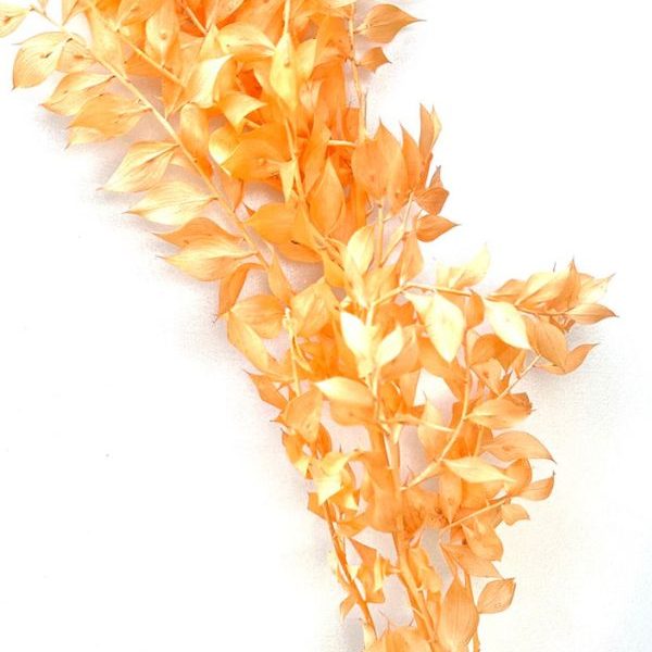 Italian Ruscus - Apricot- dried stem bar sale (1)