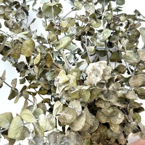 dried Eucalyptus bundle - Dried stem bar sale (1)