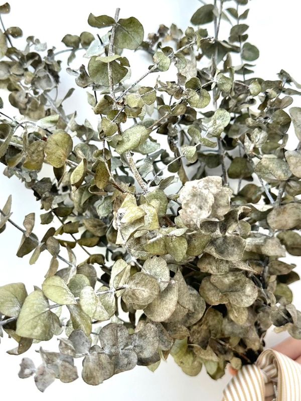 Dried Eucalyptus Bundle - Stem Bar Sale